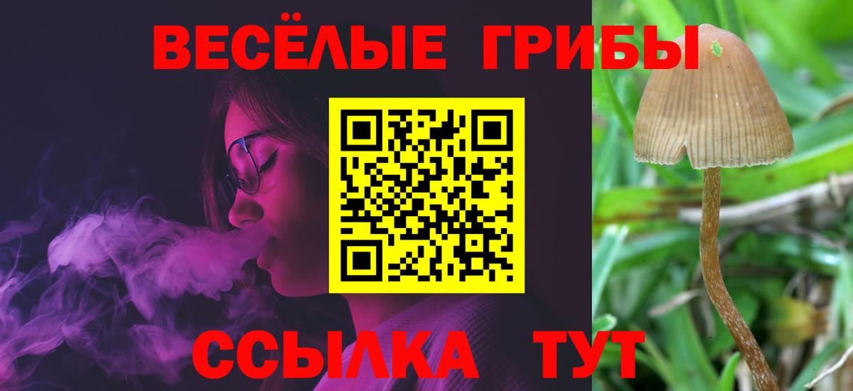 Псилоцибиновые грибы Psilocybe  Вход с VPN  Вязники 